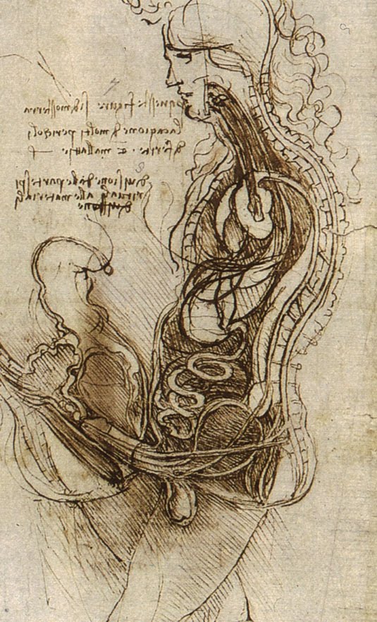 Qué hizo Leonardo da Vinci por la humanidad 4 Leonardo da Vinci estudiando anatomía
