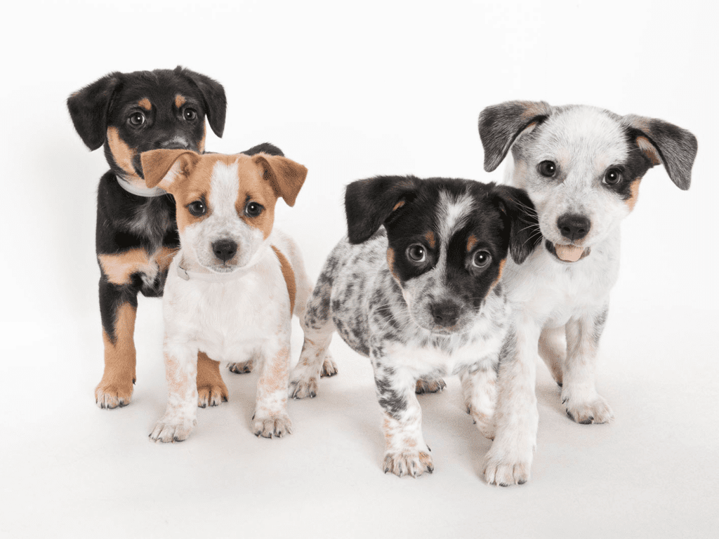 Por qué algunos perros no encuentran hogar para adopción 27 adopcion perros