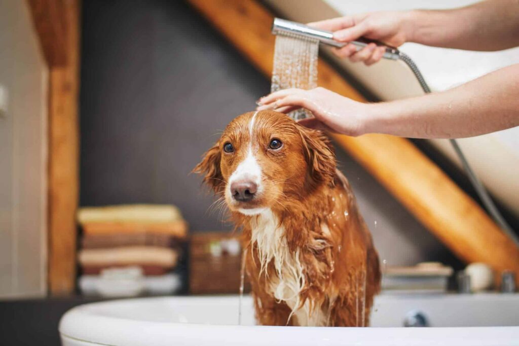 Cada cuánto tiempo se debe bañar a un perro: Guía práctica 16 banar perro