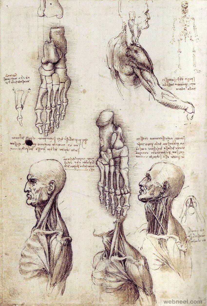 Leonardo da Vinci anatomía humana dibujos