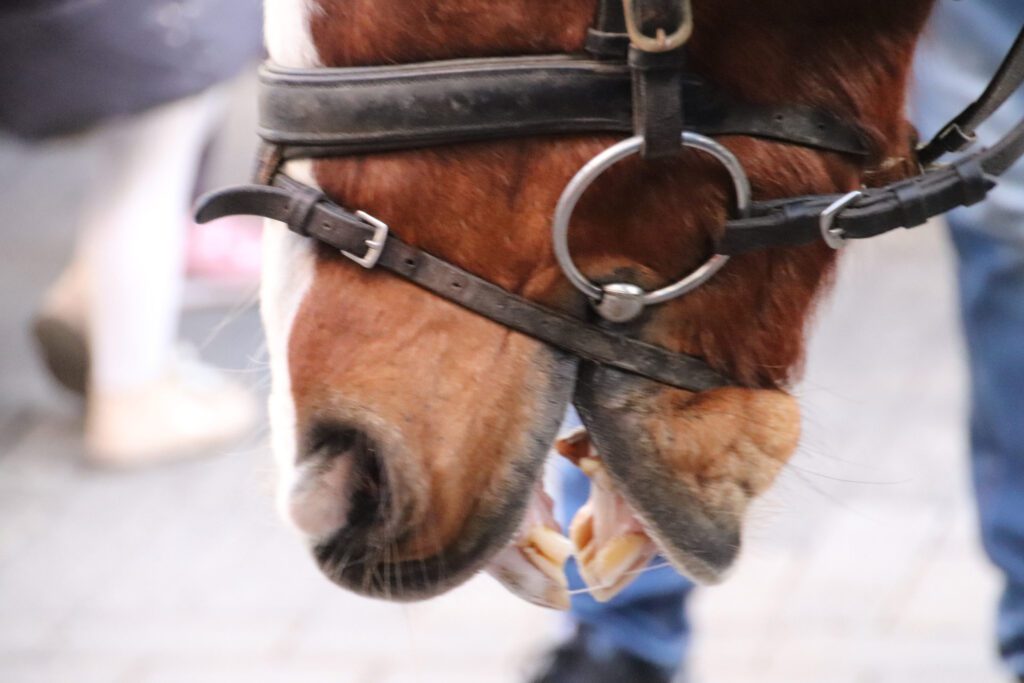 Cómo elegir frenos para caballos duros de boca 2 caballos bocas