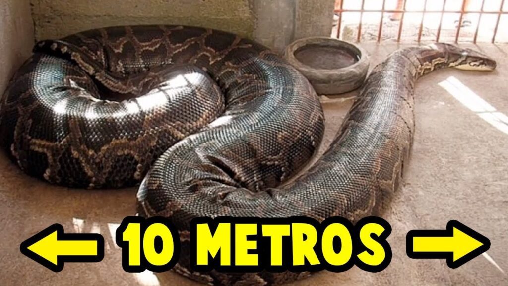 Qué significa soñar con una culebra grande y gruesa 6 culebra grande