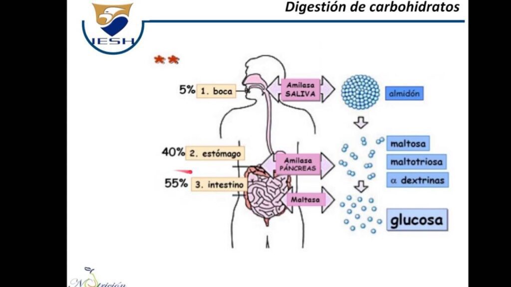 digestion carbohidratos