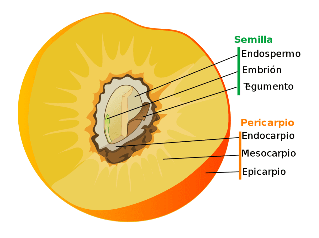 el fruto