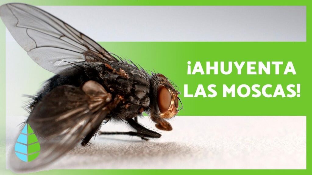 eliminar moscas