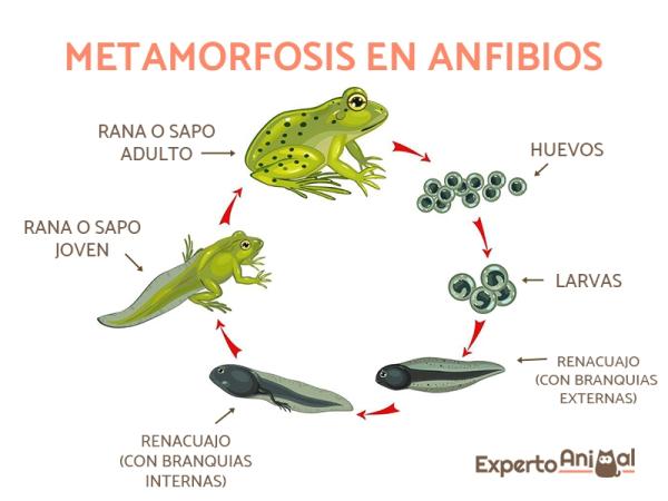 Cómo se llaman los personajes del libro metamorfosis 4 Personajes de Metamorfosis en diferentes etapas