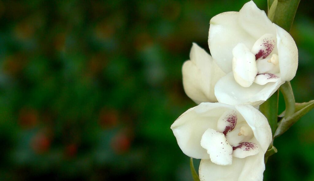 Cómo sembrar y cuidar la Flor del Espíritu Santo 28 flor espiritu