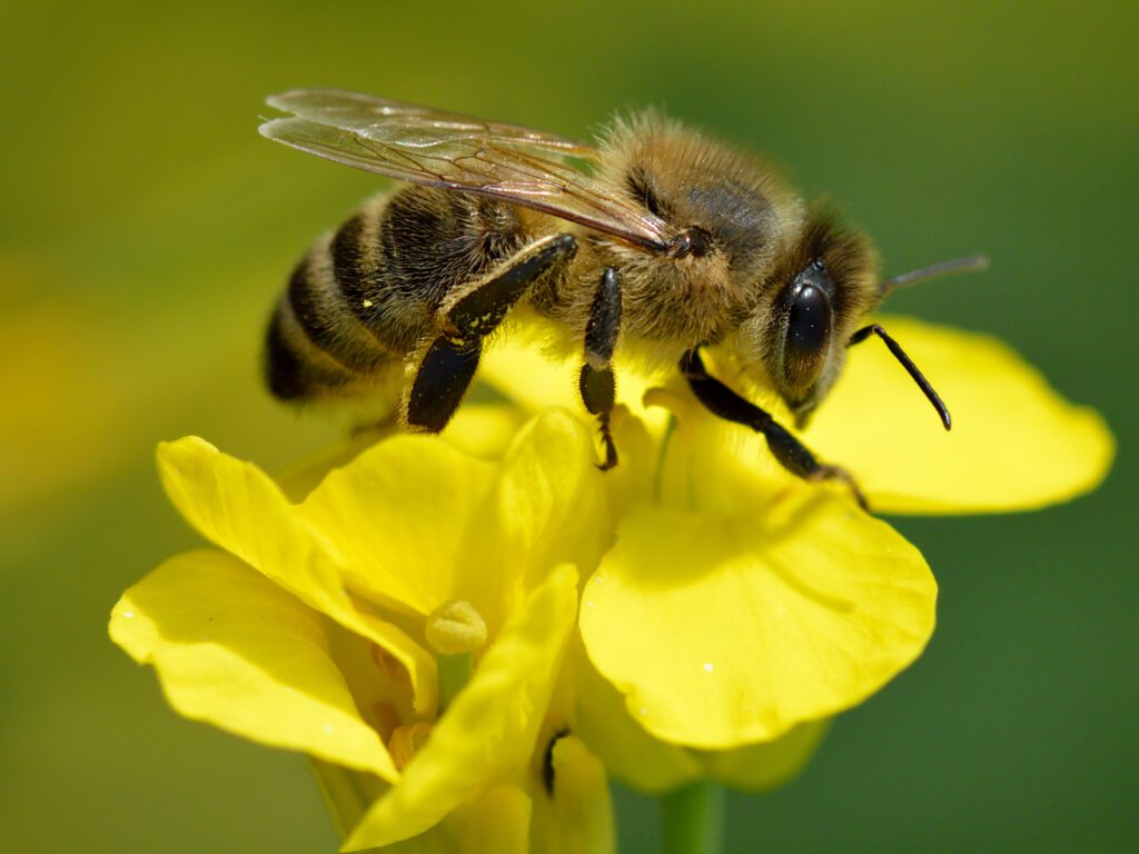 Qué incluye el proyecto Las Abejas" en Mi Sala Amarilla" 28 las abejas