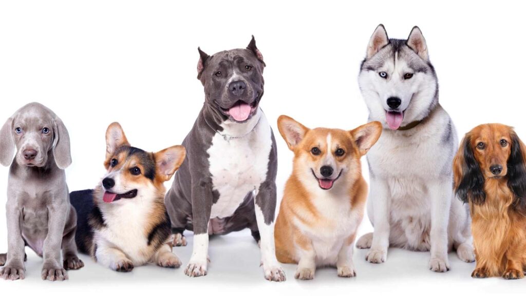 los perros