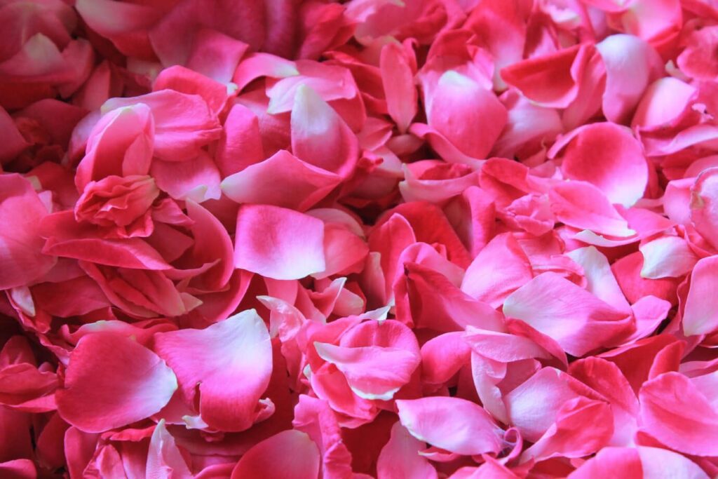 Cómo secar pétalos de rosa correctamente en casa 9 petalos rosa