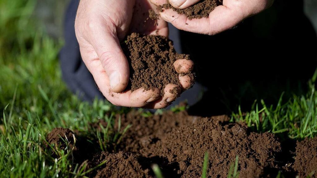 tierra plantas