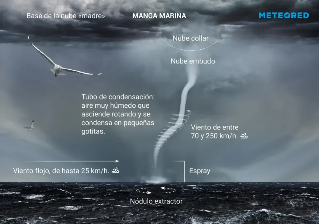tromba marina