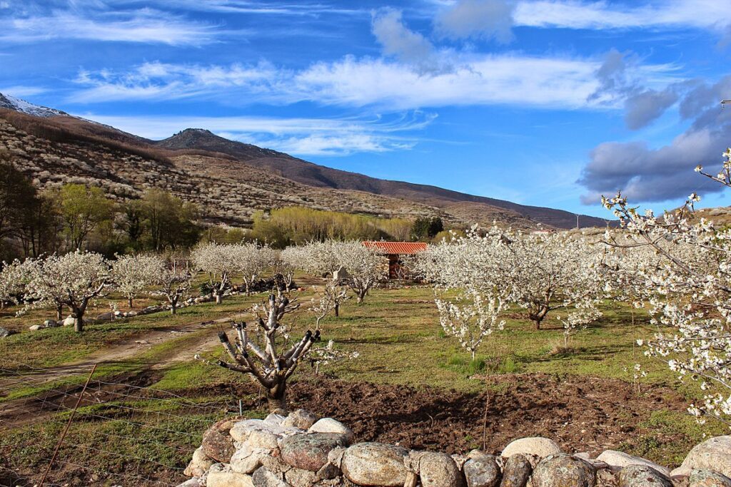 Cuándo florecen los cerezos en el Valle del Jerte 21 valle jerte