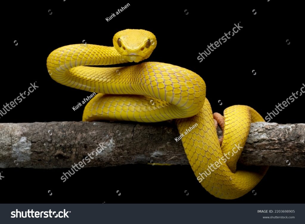 viboras amarillas